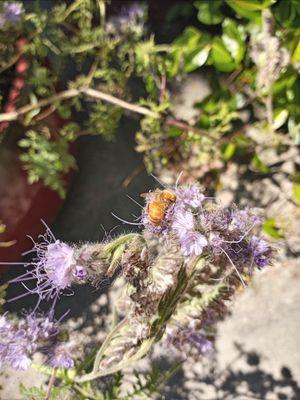 A bee digging in pollen.