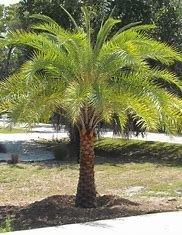 SYLVESTER PALM