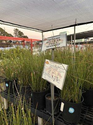 When I went to purchase these plants I was told they were not part of the sale, despite having the sale sign on both ends of the plants