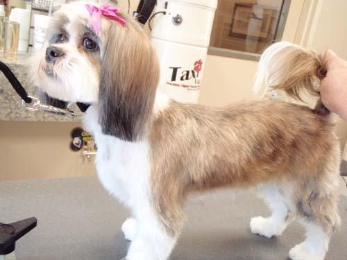 Lhasa Apso Mix