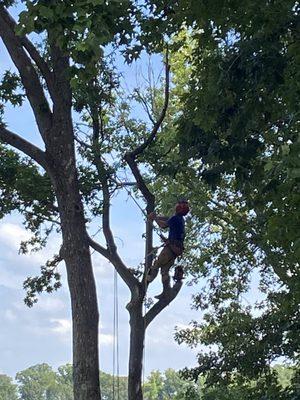 Tree top work