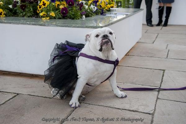 She altered a girl tutu to make this tutu for my dog on my wedding day! wow!