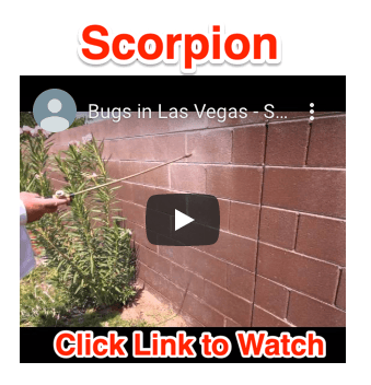 Watch How We Keep the Scorpions Out of Your Home: http://bestlasvegaspestco­ntrol.com/