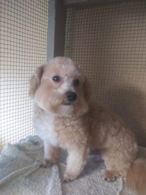 Meet Roscoe. He is a Malti-Poo. This is a mix between a Poodle and Maltese.  He is a super Sweet boy.