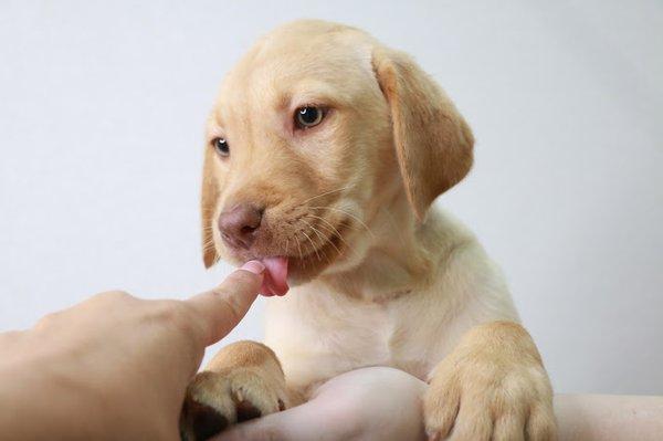 There isn't much butter than puppy kisses!