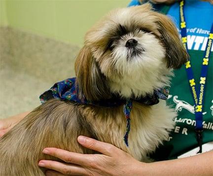 Dog and puppy adoptions