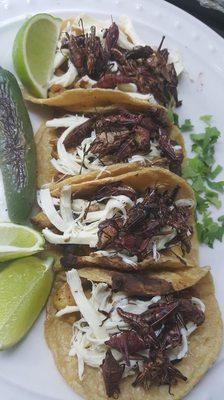 Chicken Tacos w/chapulines & quesillo.