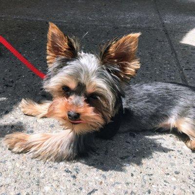 Groomed Puppy