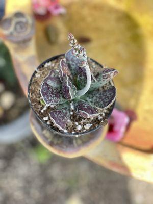 Adromischus cooperi 'Grey'