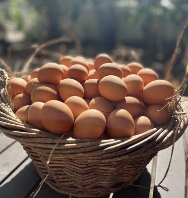 Farm Fresh Eggs from Pasture-Raised Chickens