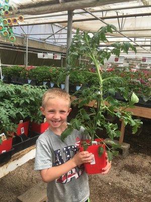 awesome tomato plants