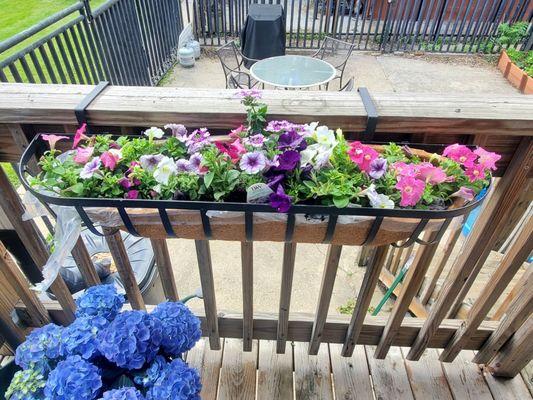 Annuals for patio