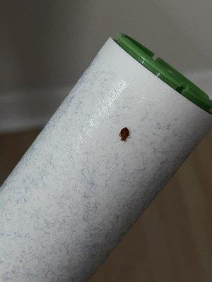 bed bug - still told no activity