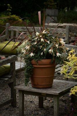 White Bolivian Begonia