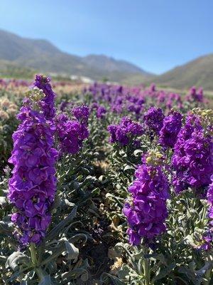 Farm Girl, Farm to Vase. SimiValley-Florist.com