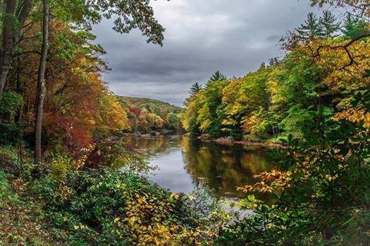 AUTUMN IN COOK FOREST