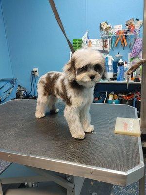 So cute showing off her 1st groom.