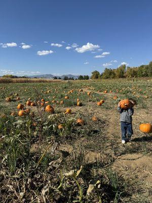 Cottonwood Farms