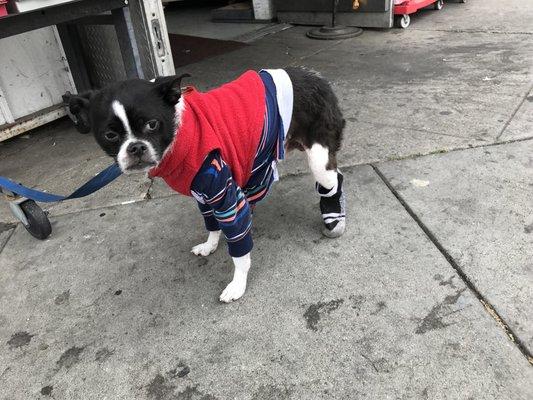 Little #Dog Dressed Up