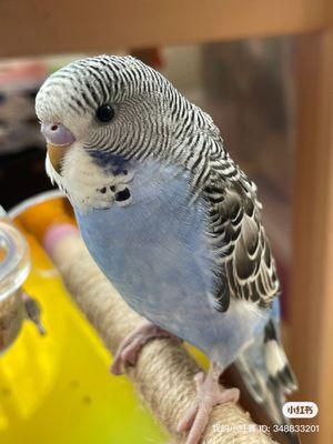 Hand feed parakeet