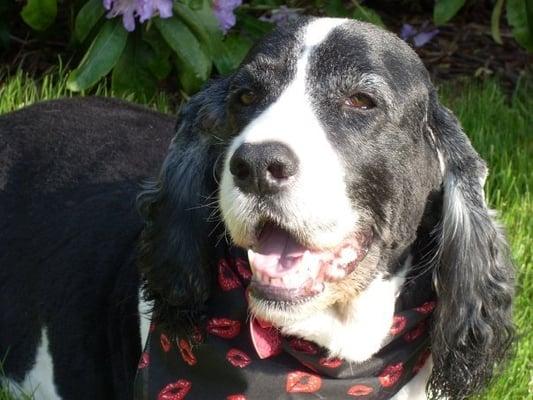 This is Winston after in the same spot of the same yard on the same day in May 2009.  Close up of his face to see detail.