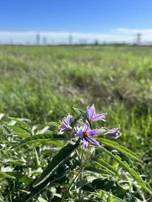 Beautiful flower along trail