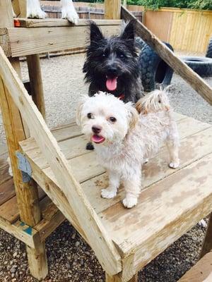 Fun on the doggie jungle gym for our littles