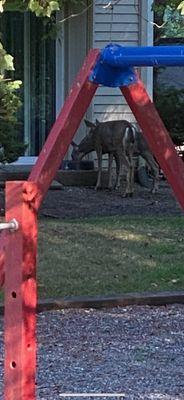 Another of the deer next to the playground with our kids.