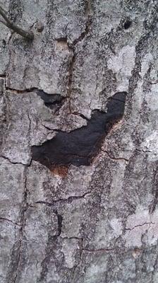 If you see this on your trees it's Hypoxylon Canker a incurable disease remove tree