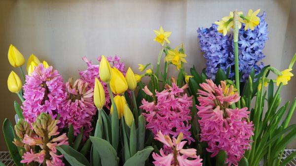 Spring bulb plants at their finest!