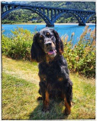 Ripley, our awesome Gordon Setter.