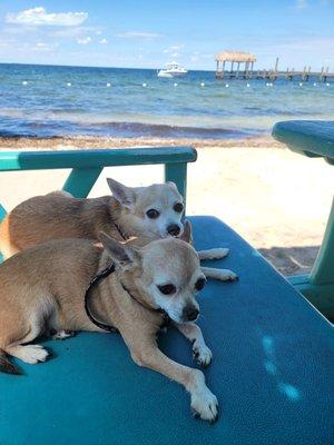 Our chihuahuas,  Lucky n Love