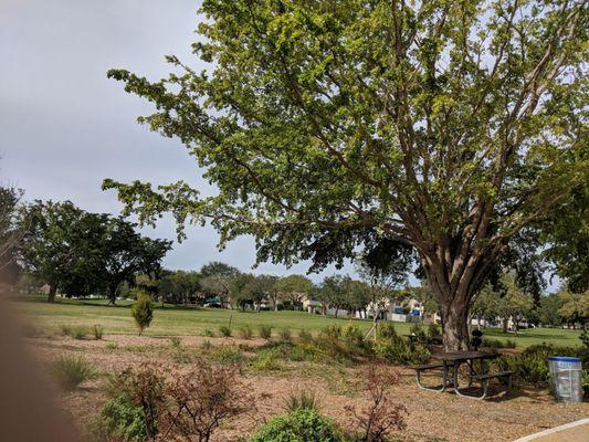 Lots of greenery and shade