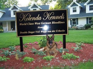 Kolenda Kennels - Purebred German Shepherd Dog Breeders