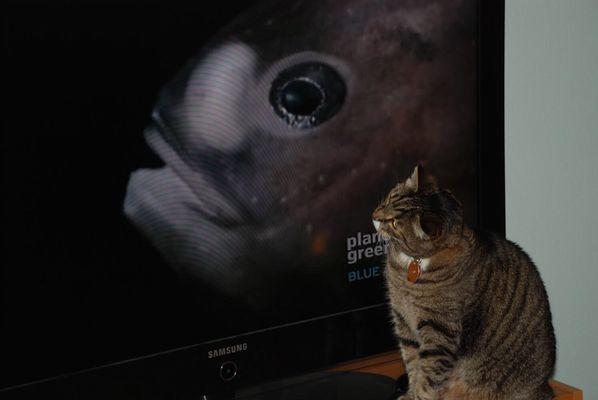 Hobbes studying the ocean (up close).