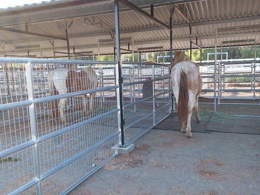 First boarders in the new horse barn