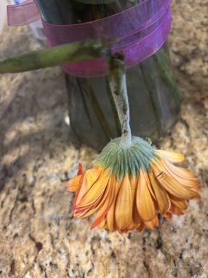 Dead gerbera daisy