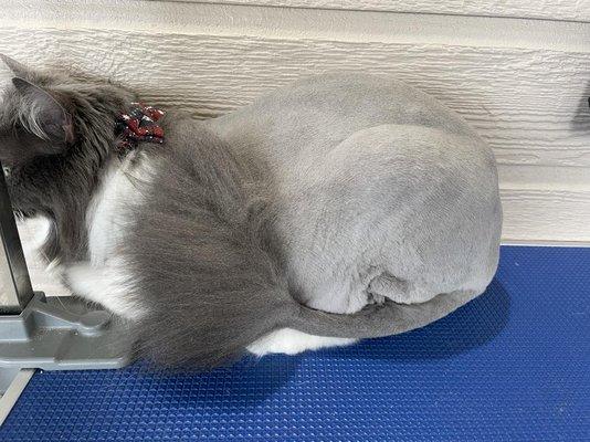 Lion cut