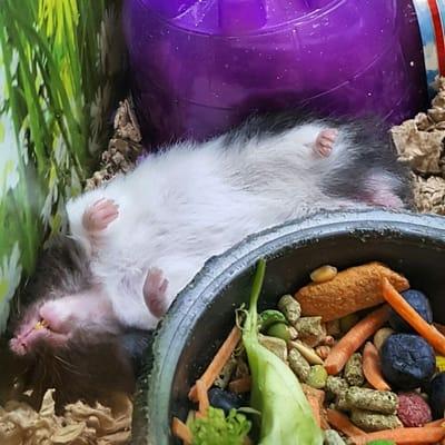 One of our Panda Bear Hamsters taking an after breakfast nap.