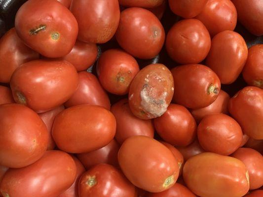 moldy tomatoes