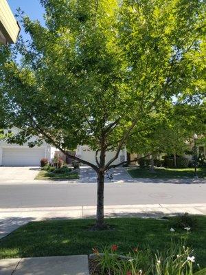 Another view of the tree ruined by BRIGHTVIEW TREE SERVICE.