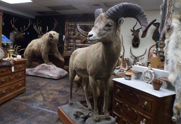 Pre-owned taxidermy, antiques, hand crafted jewelry, home decor.  Fun place to shop!