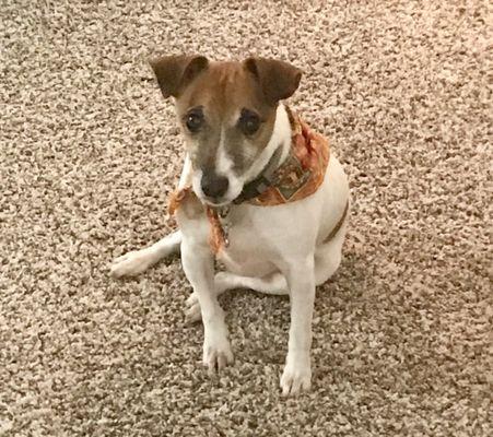 Jax with his cute Thanksgiving Day bandanna, as healthy as when we took him in!