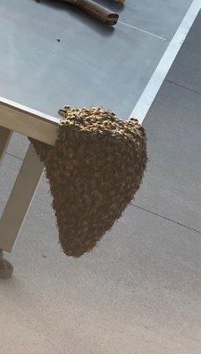 Honeybee Rescue