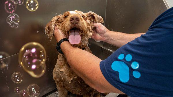 Rub a dub dub, Oso in the tub!