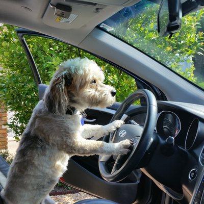 Holli tried to get her license, but just couldn't pass the parallel parking part of the test.