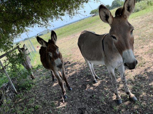 Got donkeys?  (Or other farm animals?). No problem!   We are trained to care for all farm animals!