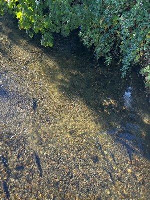 Salmon-watching on the bridge