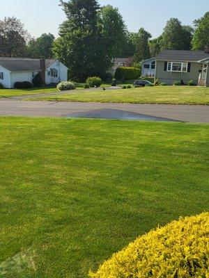 Sprinkler head spraying the street