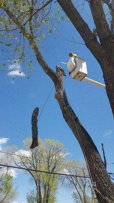 Mr. Stump Tree Service